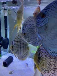 Albino discus : Chens