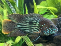 American Cichlids Geophagus/Severum/Uaru/Angel/JD/GT