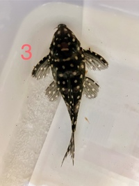 L471 pleco