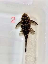 L471 pleco