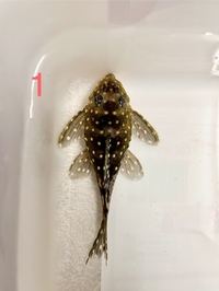 L471 pleco