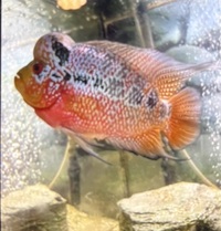 7” male flowerhorn, 4” male blackbelt and plecs