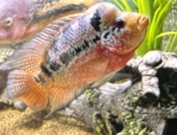 7” male flowerhorn, 4” male blackbelt and plecs