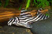 Live zebra pleco fish available for sale now.