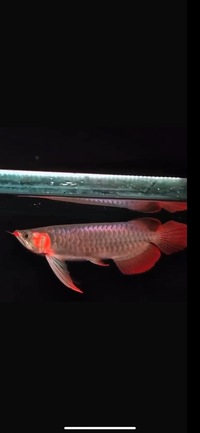 Exclusive Show Quality Rare Super Red Fish 2 Planet Arowana