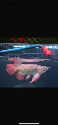 Exclusive Show Quality Rare Super Red Fish 4 Planet Arowana NOW SOLD