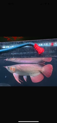 Exclusive Show Quality Rare Super Red Fish 4 Planet Arowana NOW SOLD