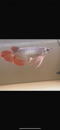 Exclusive Show Quality Rare Super Red Fish 5 Planet Arowana