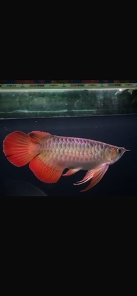 Exclusive Show Quality Rare Super Red Fish 6 Planet Arowana