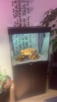 FREE Green spotted puffer and full set up