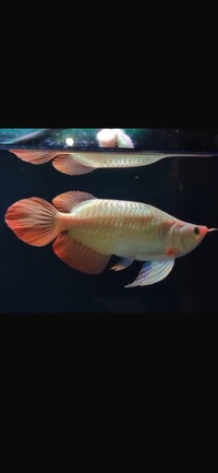 Exclusive Show Quality Rare Super Red Fish 8 Planet Arowana