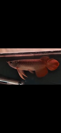 Exclusive Show Quality Rare Super Red Fish 9 Planet Arowana