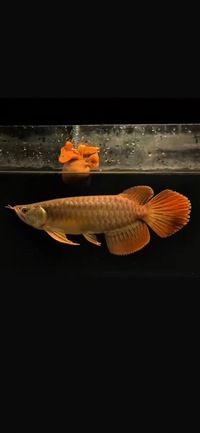 Exclusive Show Quality Rare Super Red Fish 11 Planet Arowana