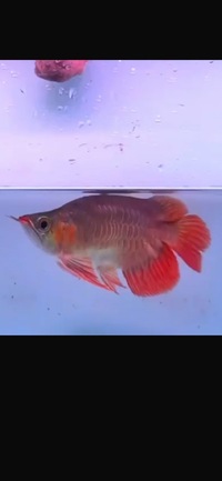 Exclusive KiNG Show Quality Rare Super Red Fish 12 Planet Arowana