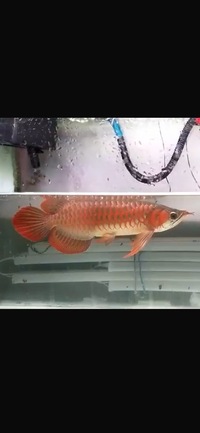 Exclusive Show Quality Rare Super Red Fish 15 Planet Arowana