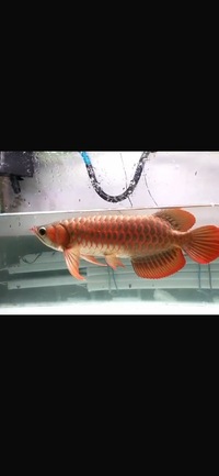 Exclusive Show Quality Rare Super Red Fish 15 Planet Arowana