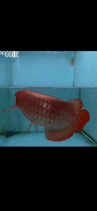 Exclusive Show Quality Rare Super Red Fish 17 Planet Arowana