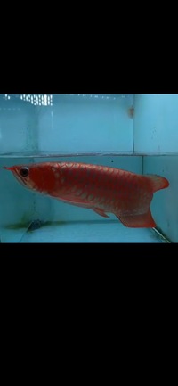 Exclusive Show Quality Rare Super Red Fish 17 Planet Arowana