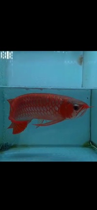 Exclusive Show Quality Rare Super Red Fish 17 Planet Arowana