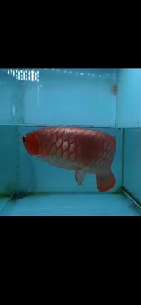 Exclusive Show Quality Rare Super Red Fish 17 Planet Arowana