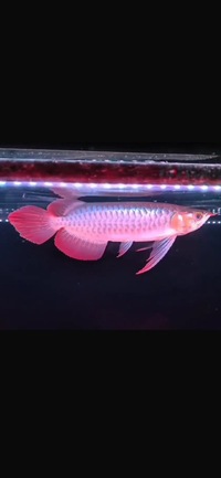 Exclusive Show Quality Rare Super Red Fish 18 Planet Arowana