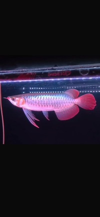 Exclusive Show Quality Rare Super Red Fish 18 Planet Arowana