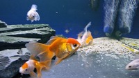 Group of 25 Fancy Goldfish