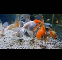 Group of 25 Fancy Goldfish