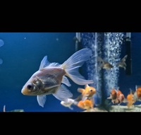 Group of 25 Fancy Goldfish