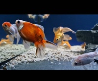 Group of 25 Fancy Goldfish