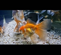 Group of 25 Fancy Goldfish