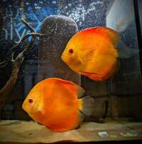 RED MELON PAIR of DIscus 13cm