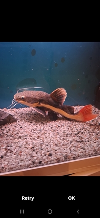 3 different monster catfish for sale