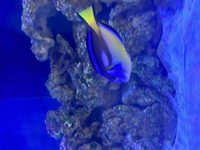 Clown Trigger and Regal Tang for sale