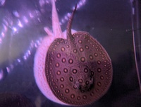 Male mini marble stingray