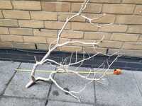 Job lot of 5 x Large Manzanita