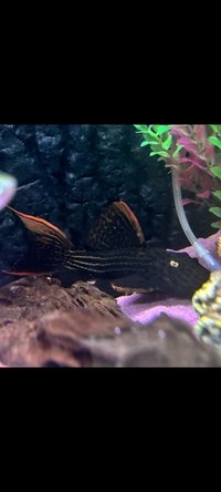 L25 Scarlet 7 pointer Pleco