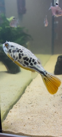 Mbu Puffer Essex