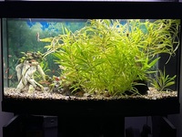 Juwel Vision 180 92cm wide, Bow fronted complete freshwater setup. £300