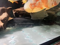 20-22 inches Asian redtail catfish