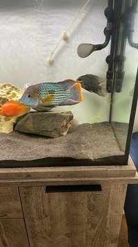 south, north and central American cichlids in. North east only