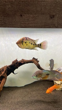 south, north and central American cichlids in. North east only