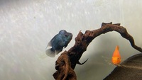 south, north and central American cichlids in. North east only