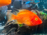 Red Texas cichlid for sale £175 6 inch 07399952611