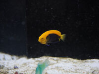 Dwarf Angel Fish for sale.