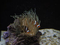 Pair of Clown Fish with Green Bubbletip Anemone and rock for sale.