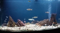 260 liters Bow-fronted Aquarium