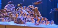 Large group of Clown Loaches