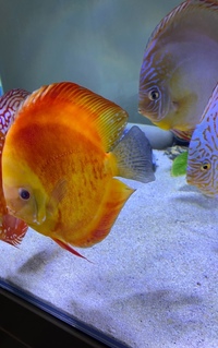 Albino discus : Chens