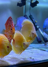 Albino discus : Chens